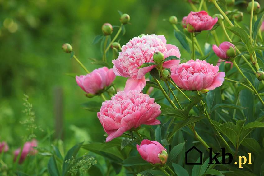 Krzew piwonii lekarskiej o różowych kwiatach w ogrodzie, a także zastosowanie lecznicze, pielęgnacja, uprawa oraz ceny za sadzonki