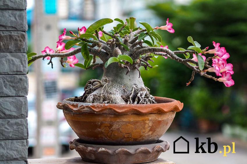 Róża pustyni Adenium obesum w doniczce w formie drzewka bonsai, a także uprawa, pielęgnacja oraz wymagania i zakup sadzonek