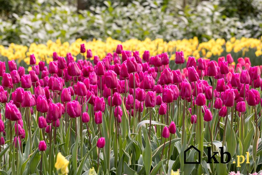 Tulipany w czasie kwitnienia oraz inne kwiaty wiosenne do ogrodu i pierwsze wiosenne kwiaty na działce