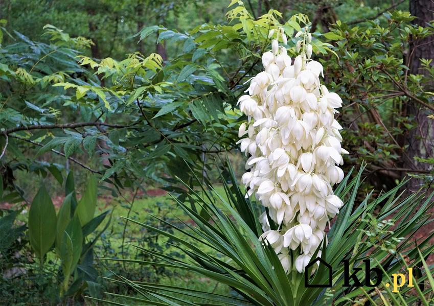 Juka karolińska o białym kwiatostanie w ogrodzie na tle liści, a także uprawa, pielęgnacja, rozmnażanie i wymagania