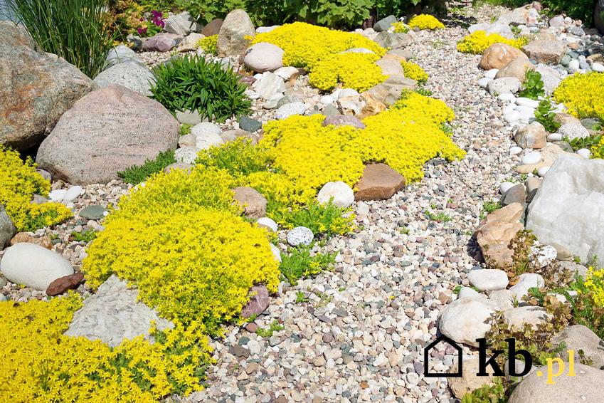 Żółte kwiaty rozchodnika w ogrodzie skalnym, a także wymagania rozchodznika, stanowisko, odmiany i pielęgnacja krok po kroku