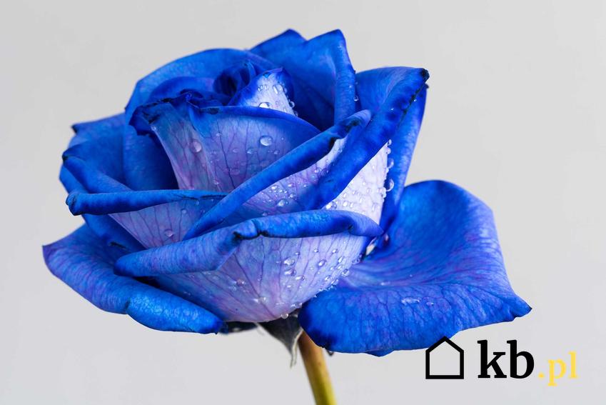 Pojedyncza róża o niebieskich płatkach, a także niebieskie róże - czy jest to możliwe i jakie jest znaczenie niebieskich róż