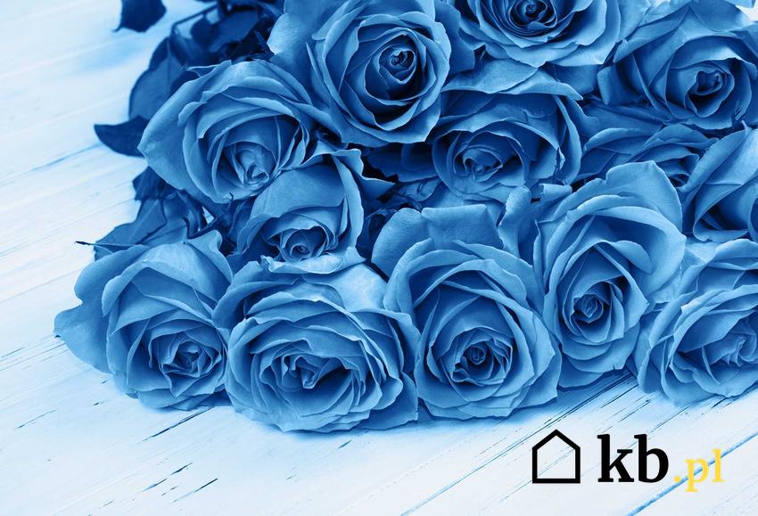 Bukiet złożony z niebieskich róż, a także jakie znaczenie mają niebieskie róże w mowie kwiatów i czy istnieją niebieskie róże