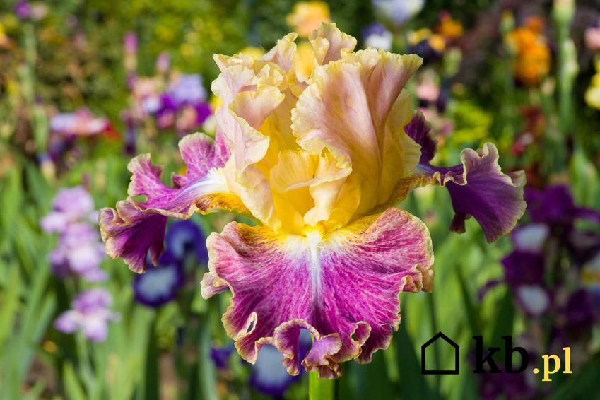 Irys kosaciec o fioletowo-żółtych kwiatach, a także uprawa, pielęgnacja, porady praktyczne i zastosowanie