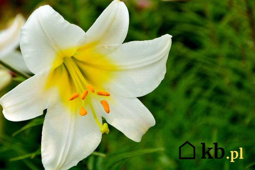 Biały kwiat lilii drzewiastej, a także kiedy sadzić i jak uprawiać lilie drzeiwaste, podlewanie, sadzonki i pielęgnacja krok po kroku