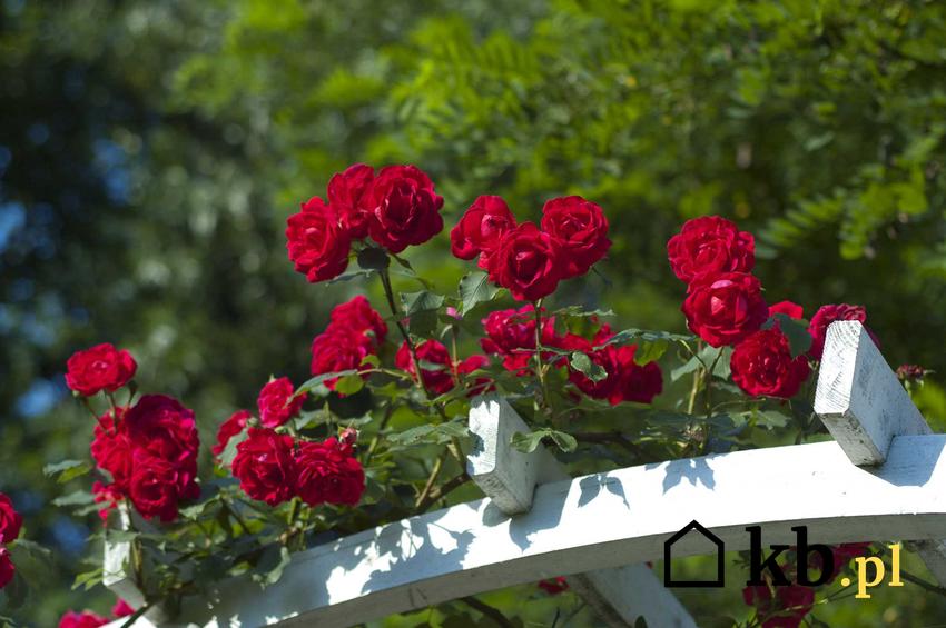 Czerwone róże pnące na pergoli, a także róże pnące powtarzające kwitnienie i długo kwitnące odmiany róż pnących