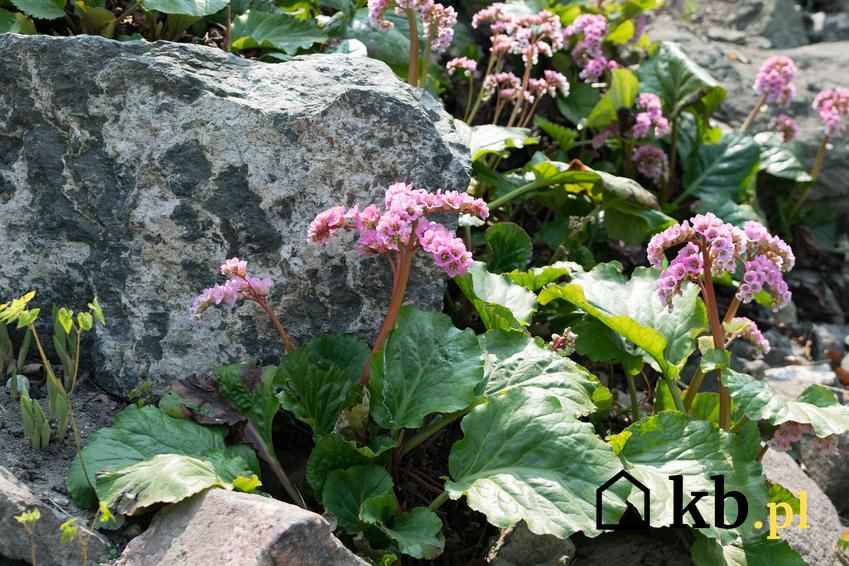 Fioletowe kwiatostany bergenii sercolistnej w ogrodzie skalnym, a także stanowisko, wymagania, uprawa oraz pielęgnacja i sadzenie w ogrodzie skalnym