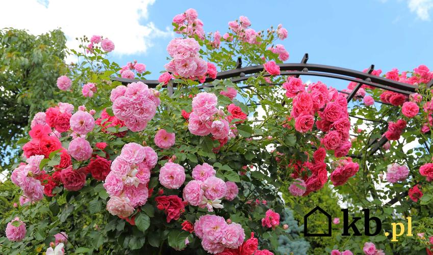 Kolorowe róże pnące szybko rosnące na pergoli w ogrodzie, a także uprawa, pielęgnacja i jak szybko rosną róże pnące