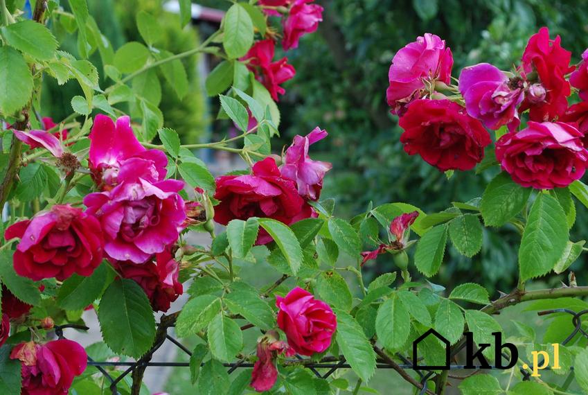 Różowe róże pnące powtarzające kwitnienie porastające płot drewniany, a także kwitnienie i szuybko rosnące odmiany róż pnących oraz ich pielęgnacja