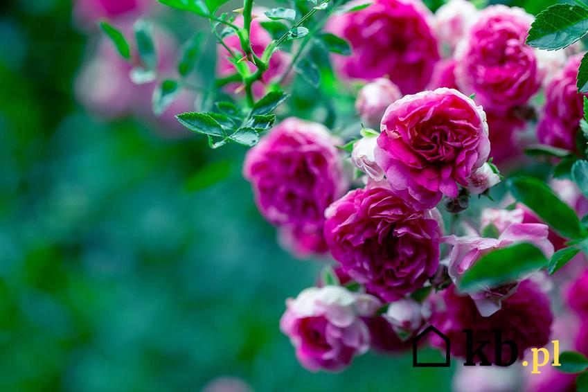 Różowo-biała odmiana róż angielskich pnących w ogrodzie, a także rodzaje róż pnących angielskich, wymagania, sadzenie oraz pielęgnacja
