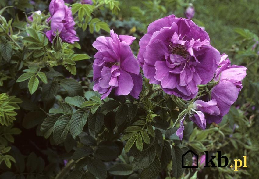 Fioletowe kwiaty róży pomarszczonej na krzewie rosnącym w ogrodzie, a także wymagania, rodzaje, odmiany, pielęgnacja oraz uprawa krok po kroku