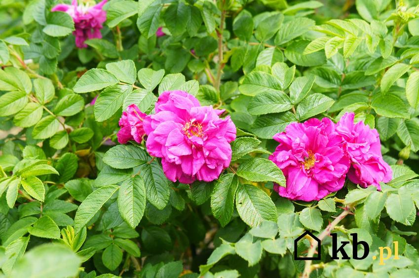 Różowe kwiaty róży pomarszczonej w ogrodzie, a także wymagania, uprawa, pielęgnacja oraz odmiany
