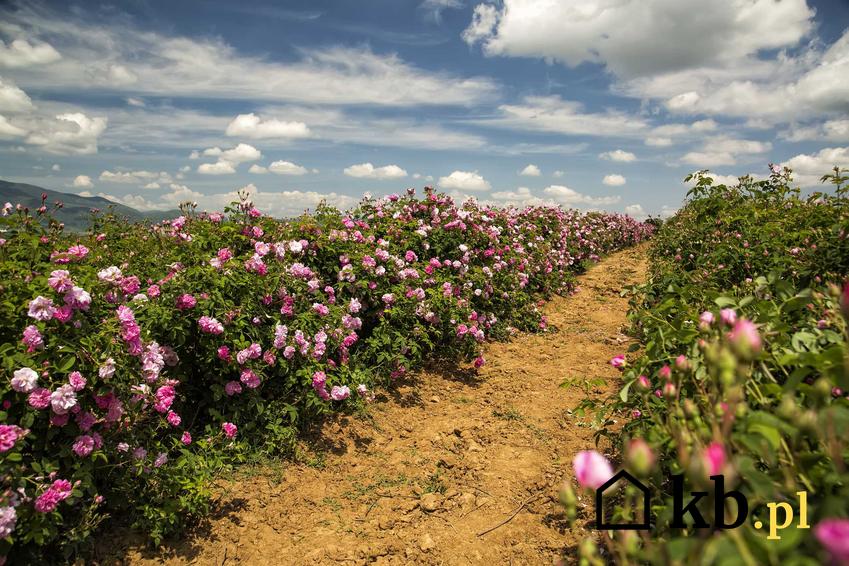 Krzewy róży damasceńskiej w uprawie, a także popularne odmiany rośliny, właściwości lecznicze oraz pielęgnacja i uprawa krok po kroku