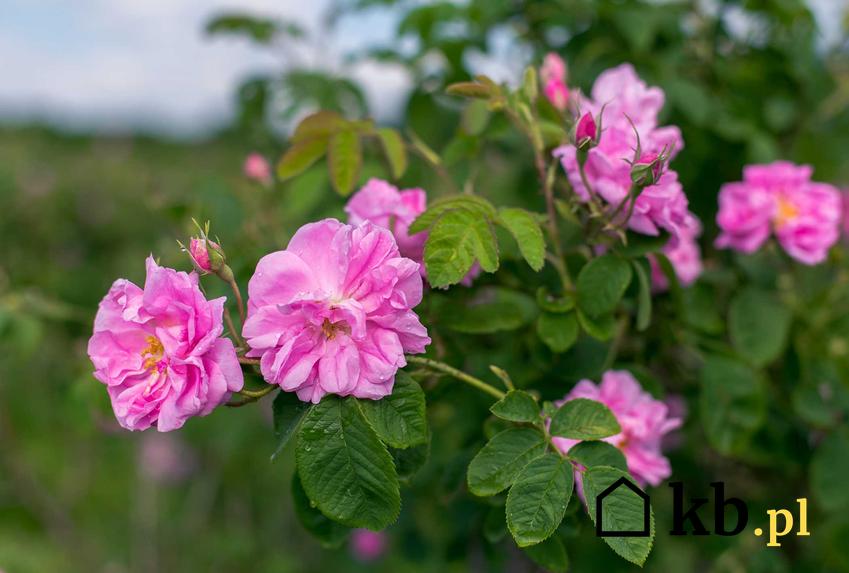 Różowe kwiaty róży damasceńskiej na krzewie, a także popularne odmiany, sadzenie, pielęgnacja oraz właściwości lecznicze