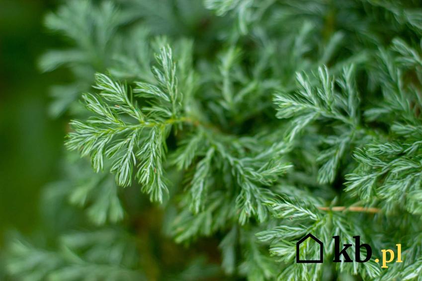 Zielone gałązki iglastego cyprysika, a także rodzaje, pielęgnacja, najlepsze odmiany oraz uprawa krok po kroku