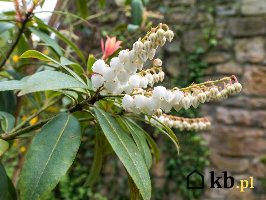 Pieris kwiecisty o pięknych białych kwiatach kwitnący w ogrodzie, a także najpiękniejsze odmiany, pielęgnacja i uprawa tego mało znanego gatunku