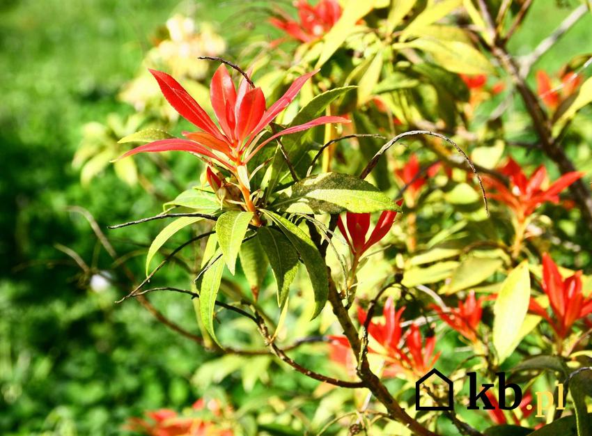 Czerwone kwiaty pierisa ozdobnego japońskiego 'Forest Flame', a także pielęgnacja, uprawa, sadzenie i wymagania rośliny