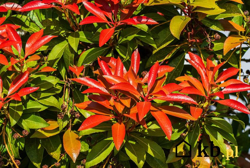 Czerwone kwiaty pierisa japońskiego 'Mountain Fire' na zielonym krzewie, a także opis odmiany, pielęgnacja i uprawa