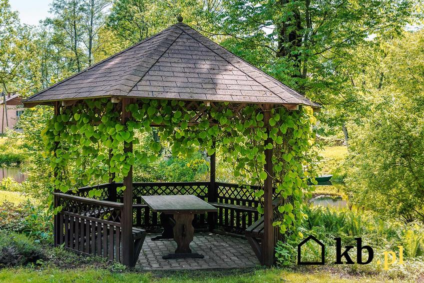Bluszcz ogrodowy porastający ścianki altany, a także najlepsze odmiany i gatunki bluszczu w Polsce, wymagania, sadzenie i pielęgnacja