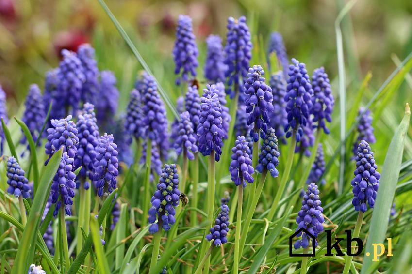 Szafirki o intensywnie niebieskim kolorze wiosną, a takżeTOP 10 najlepszych kwiatów na skalniak