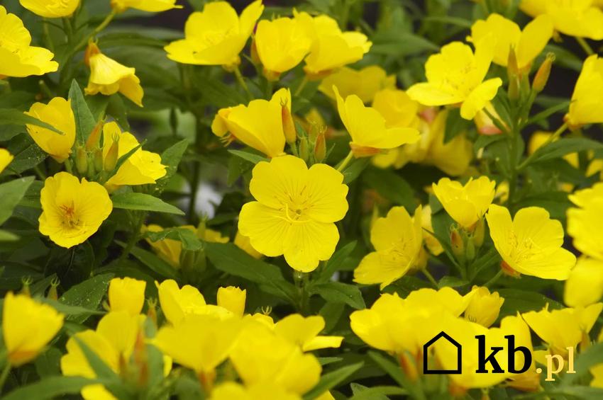 Wiesiołek o czteropłatkowych, delikatnych, żółtych kwiatach na skalniaku, a także TOP 10 najlepszych kwiatów na skalniak