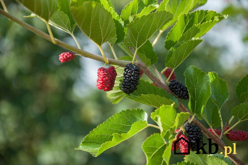 Owoce morwy czarnej na drzewie, a także ich wyjątkowe właściwości, oraz morwa czarna i jej zastosowanie, działanie lecznicze i uprawa w ogrodzie