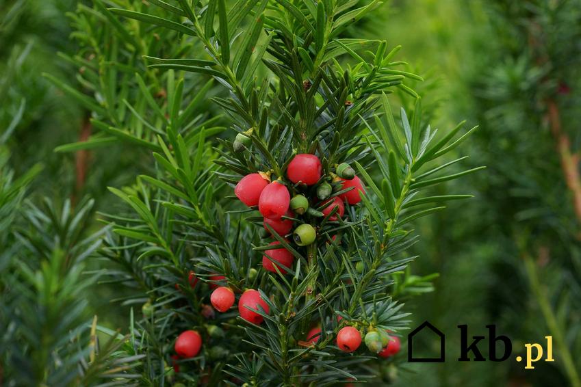 Zielone gałązki cisu z drobnymi czerwonymi owocami, a także cis w ogrodzie, uprawa i pielęgnacja krok po kroku