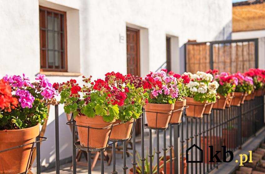 Pelargonia w czasie kwitnienia oraz inne ciekawe i piękne kwiaty na taras i rośliny na taras, a także polecane kwiaty balkonow krok po kroku