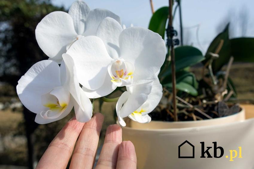 Białe kwiaty storczyka Phalenopsis rosnącego w doniczce ceramicznej na parapecie, a także pielęgnacja i uprawa rośliny