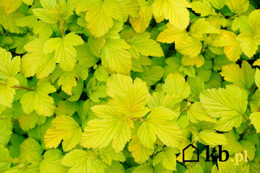 Jasnozielone liście pęcherznicy kalinolistnej, a także różne odmiany pęcherznicy, sadzenie, wymagania, uprawa i pielęgnacja