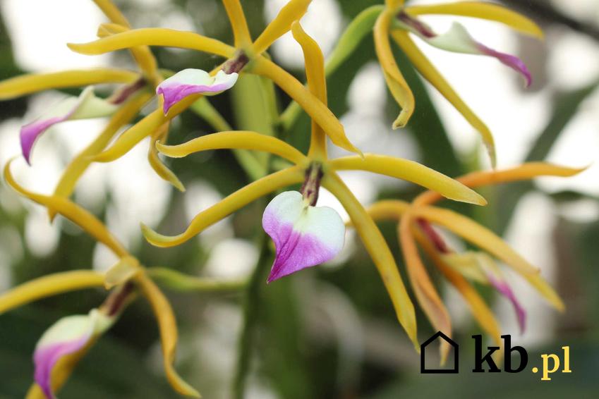 Ciekawy storczyk Encycylia o delikatnych kwiatach i jasnożółtych liściach, a także 10 najpiękniejszych storczyków do uprawy w domu, odmiany i gatunki