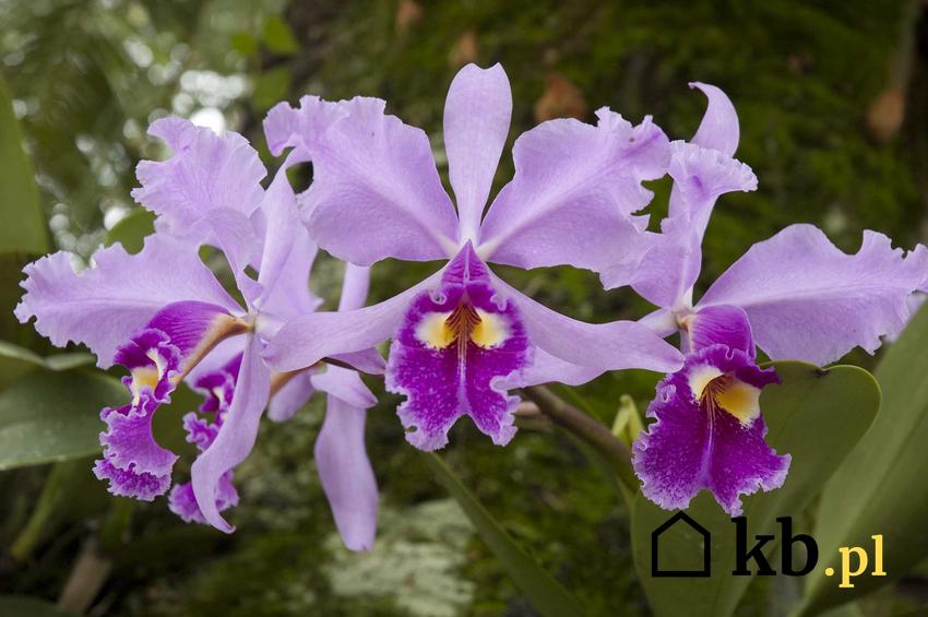 Orchidea Cattleya o delikatnie fioletowych kwiatach, a także 10 najciekawyszych rodzajów storczyków do uprawy w domu