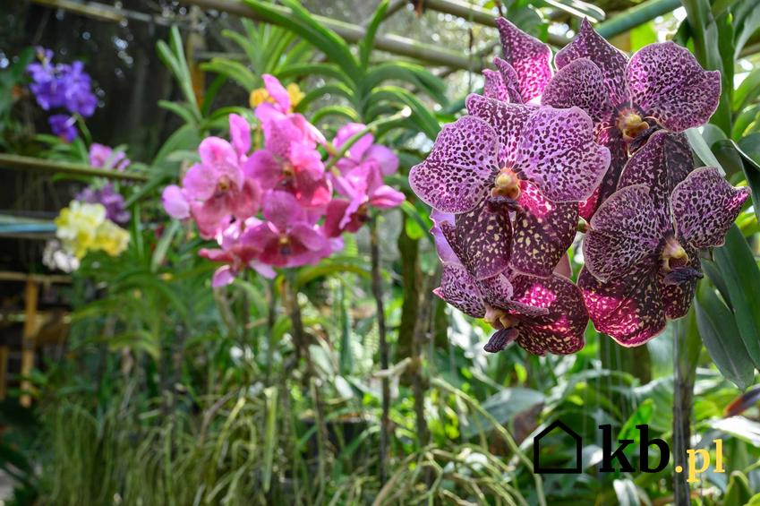 Storczyk Vanda o ciemnofioletowych kwiatach, a także TOP 10 storczyków o najciekawszych kwiatach i odmianach, rodzaje i gatunki storczyków