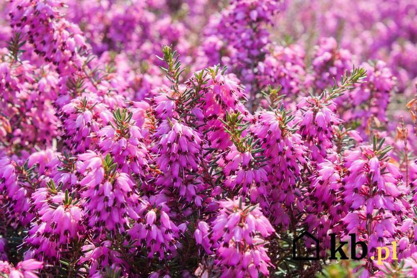 Wrzosiec o fioletowych kwiatuszkach krok po kroku, a także różne odmiany i rodzaje, wymagania, sadzenie, podlewanie i pielęgnacja