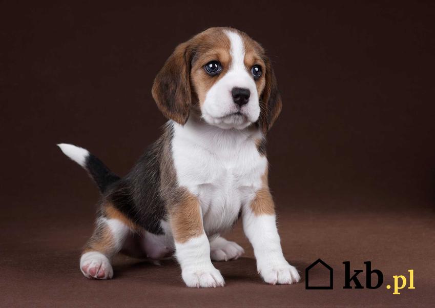 Szczenię psa rasy beagle na tle brązowej ściany, a także ceny szczeniaków z hodowli i koszt beagle
