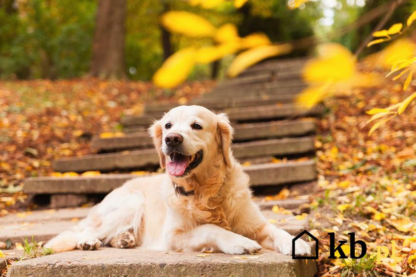 Golden retriver odpoczywający na kamiennych schodach, a także cena golden retrivera, czyli ile kosztuje szczeniak psa rasy golden retriver
