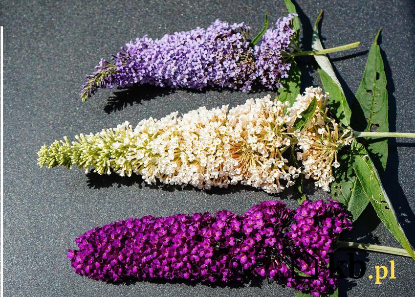 Budleja o trzech kolorach kwiatów, a także budleja trójkolorowa, buddleia tricolor do posadzenia w ogrodzie