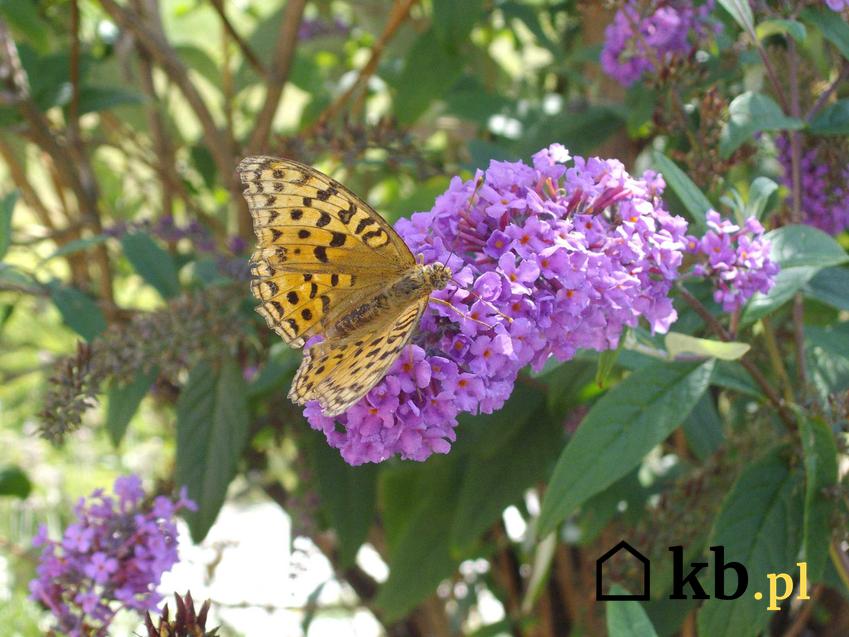 Motyl odwiedzający kwiat budlei trzykolorowej, a także sadzenie, pielęgnacja oraz uprawa w ogrodzie