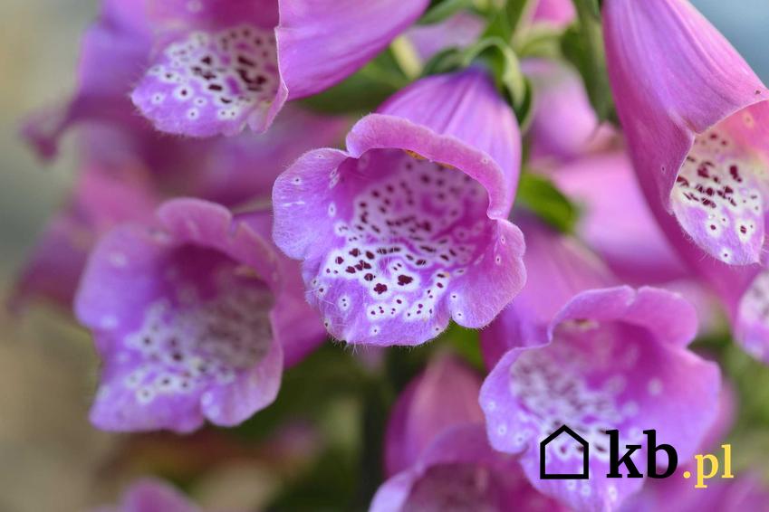 Fioletowe kwiaty naparstnicy nakrapiane na biało, a także naparstnica w ogrodzie, wymagania oraz uprawa i sadzenie