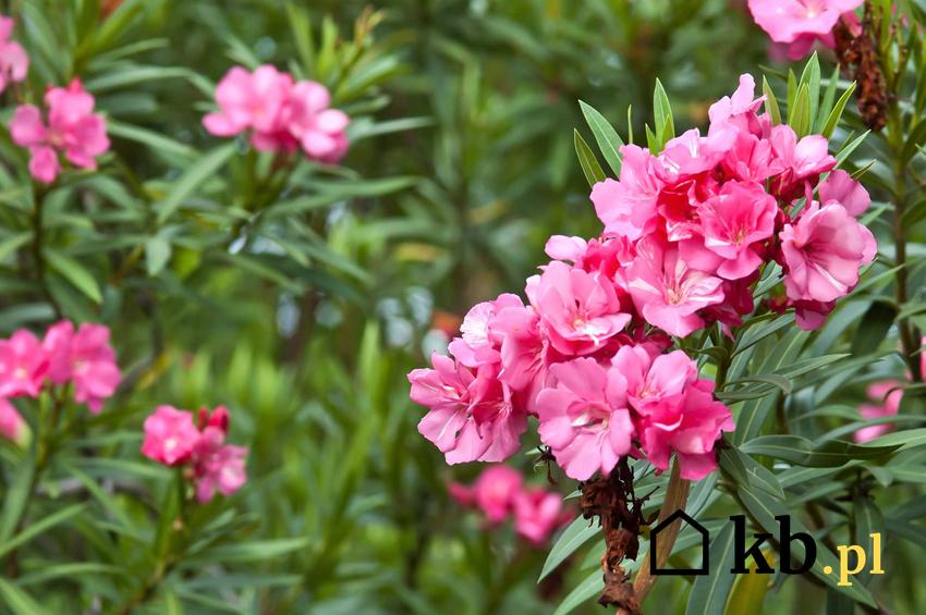 Oleander o różowych kwiatach, a także przycinanie oleandra krok po kroku, cięcie, podlewanie, terminy