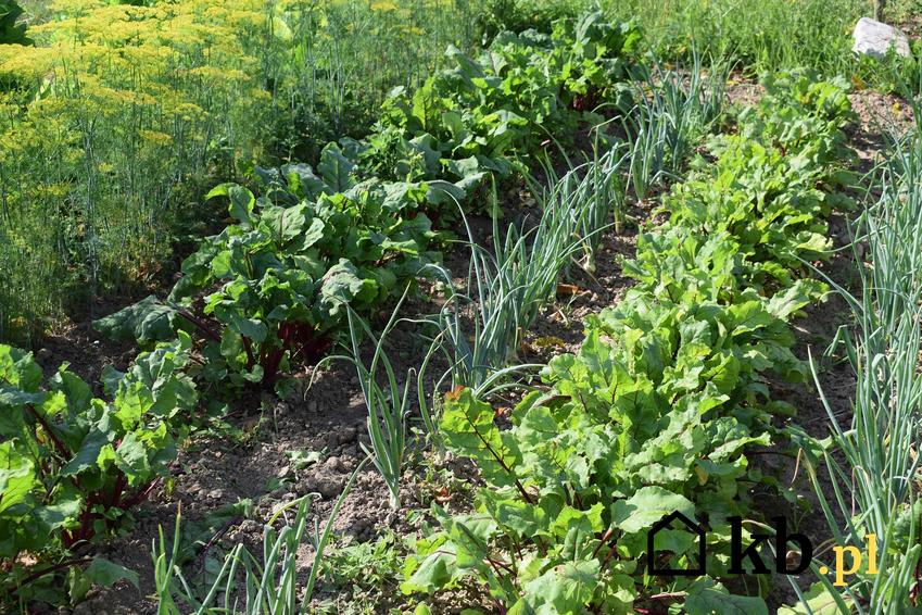 Buraki rosnące obok szczypiorku i kopru, a także inne dobre sąsiedztwo warzyw, czyli w jaki sposób sadzić warzywy w ogrodzie