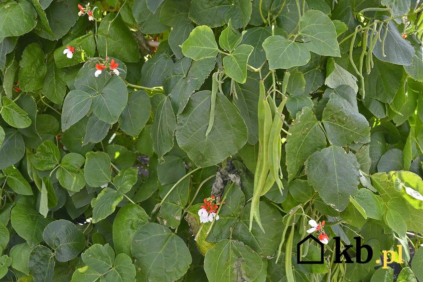 Fasola szparagowa w ogrodzie na tyczkach, a także jak rośnie fasolka szparagowa i sposób sadzenia