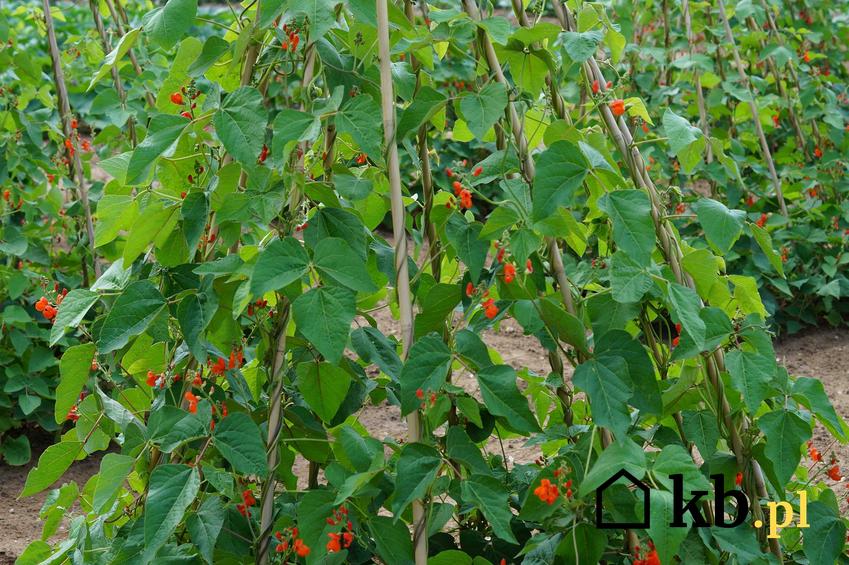 Fasola szparagowa rosnąca na tyczkach, a także informacje, w jaki sposób uprawiać fasolę w ogrodzie krok po kroku