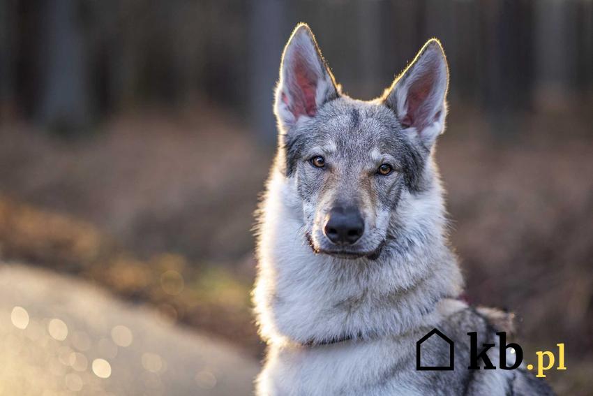 Wilczak czechosłowacki w lesie, a także cena psa rasy wilczak czechosłowacki z hodowli