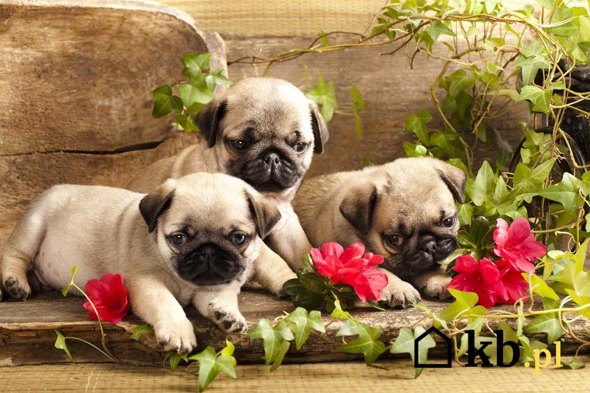 Szczeniaki mopsa bawiące się różami, a także cena szczeniaka psa rasy mops z renomowanej hodowli