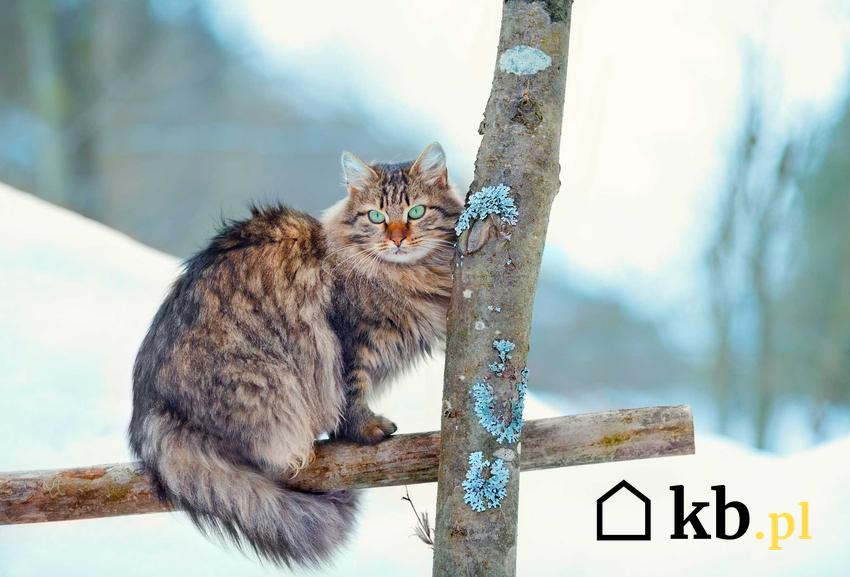 Kot syberyjski na tle zimowego krajobrazu, a także cena kota syberyjskiego, czyli ile kosztuje młody kot syberyjski krok po kroku