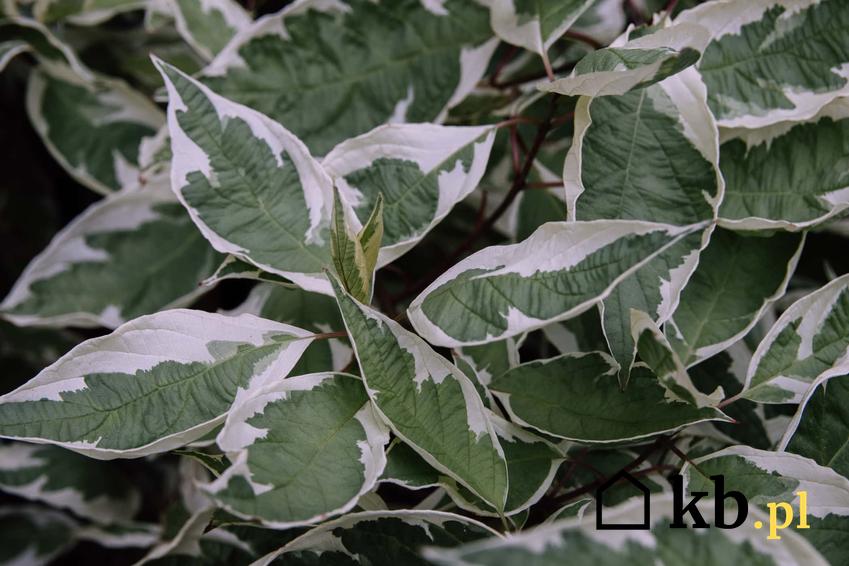 Dereń biały elegantissima i zbliżenie na jego liście, a także uprawa, sadzie i porady