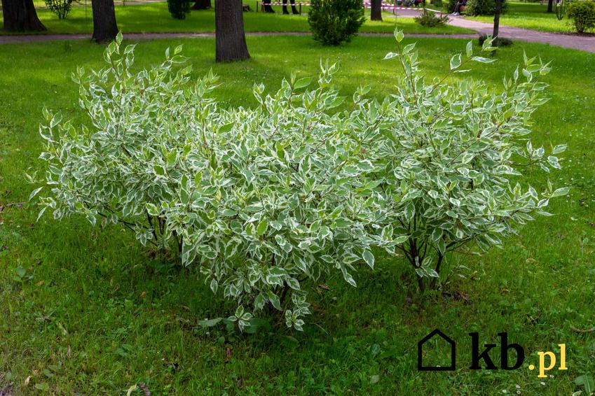 Dereń biały elegantissima w czasie kwitnienia w ogrodzie, a także zasady jego uprawy i sadzenia