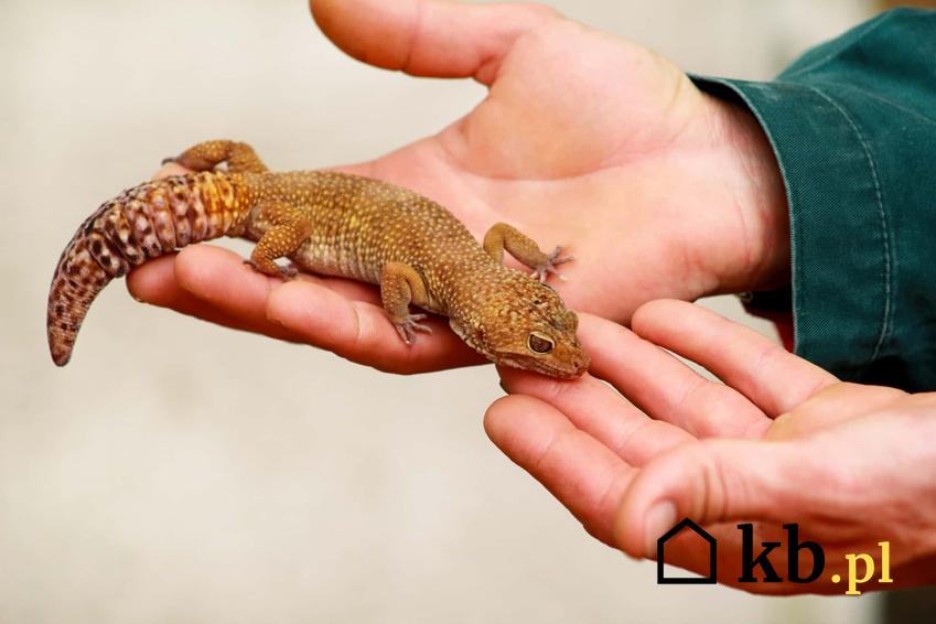 Gekon w dłoniach mężczyzny, zakup gekona od profesjonalnego hodowcy, charakterystyka gekona, czyli jakie warunki zapewnić gekonowi do życia w warunkach domowych