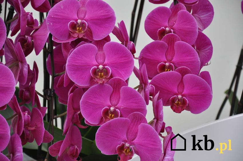 Różowe kwiaty storczyka, bujna orchidea, codzienna pielęgnacja storczyków, objawy chorób orchidei